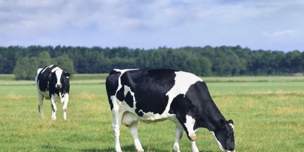 Los ganaderos podrían reclamar 1.200 millones por el cártel de la leche